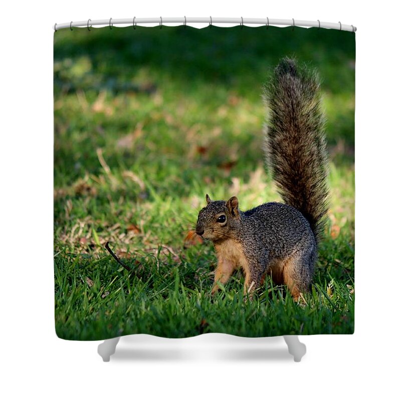 Squirrel Shower Curtain featuring the photograph Freeze by Christy Pooschke