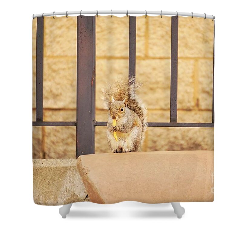 Squirrel Shower Curtain featuring the photograph French fry 101 by Merle Grenz
