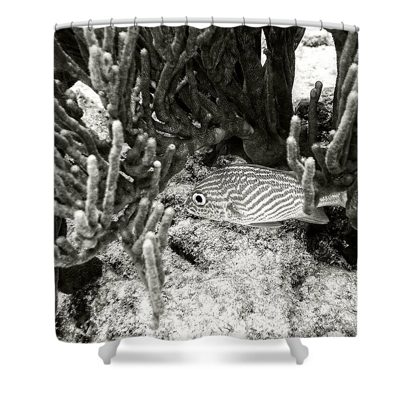 French Grunt Shower Curtain featuring the photograph French Grunt Under Corals by Perla Copernik