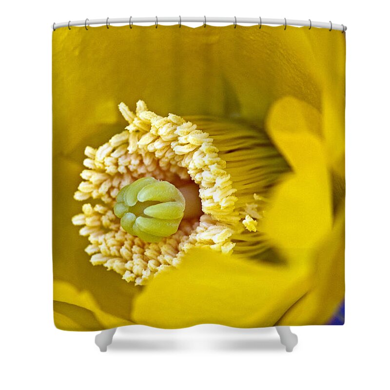 Prickly Shower Curtain featuring the photograph Fresh Start by Farol Tomson