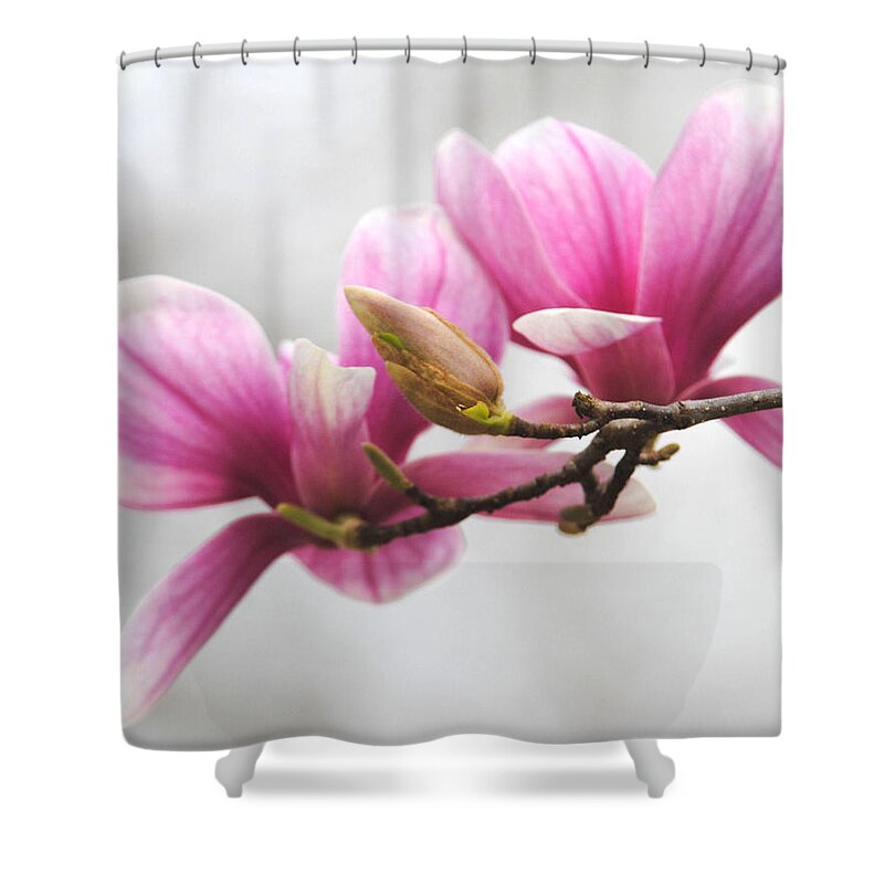 Magnolia Shower Curtain featuring the photograph Fresh Start by Jai Johnson