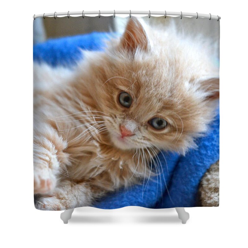 Cat Shower Curtain featuring the photograph Freya #2 by Cindy Schneider