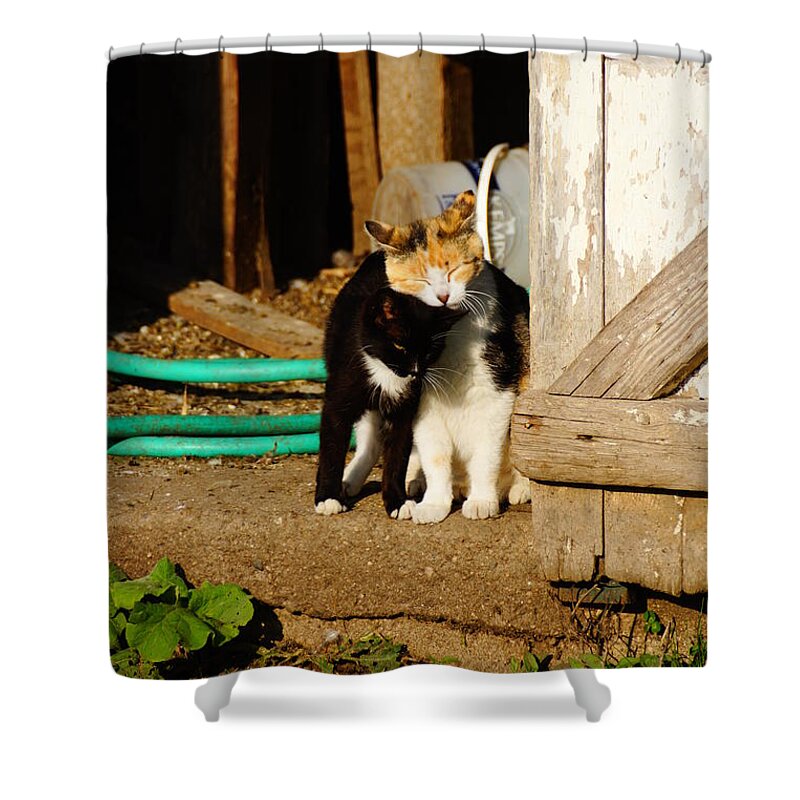 Cats Shower Curtain featuring the photograph Friends by Steven Clipperton