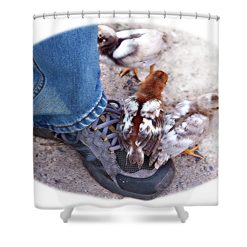 Chicken Shower Curtain featuring the photograph Friends by Tatiana Travelways