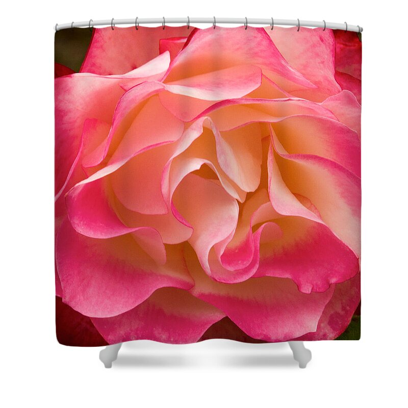 Frills Of A Rose Shower Curtain featuring the photograph Frills of a Rose by Bonnie Follett
