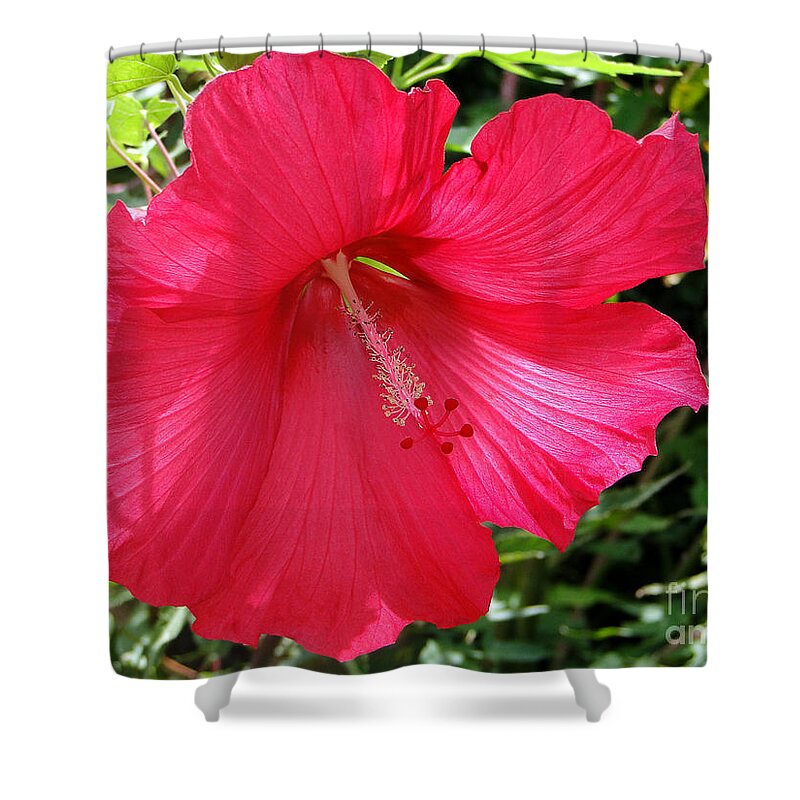 Hibiscus Shower Curtain featuring the photograph Frilly Red Hibiscus by Sue Melvin