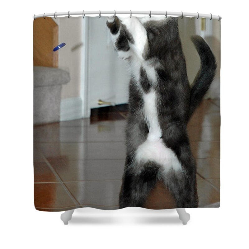 Usa Shower Curtain featuring the photograph Frisbee Cat by LeeAnn McLaneGoetz McLaneGoetzStudioLLCcom