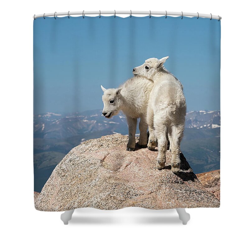 Mountain Goat Shower Curtain featuring the photograph Frisky Mountain Goat Babies by Judi Dressler