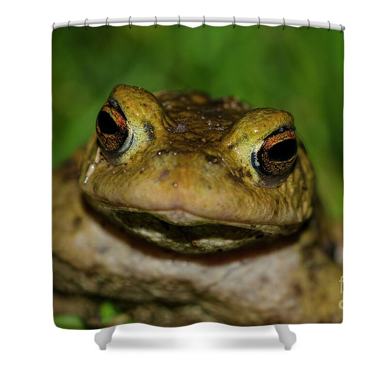 Frog Shower Curtain featuring the photograph Frog by Steev Stamford