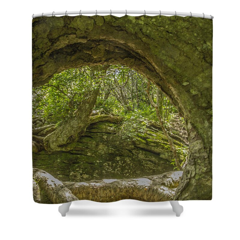 Trees Shower Curtain featuring the photograph From One Tree To Another by Allen Nice-Webb