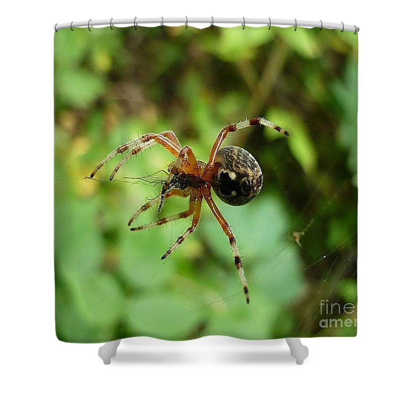 Spider Shower Curtain featuring the photograph From Under by 'REA' Gallery