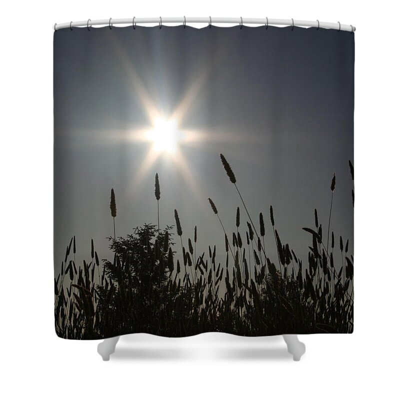 Sun Shower Curtain featuring the photograph From Where I Sit by Holly Ethan