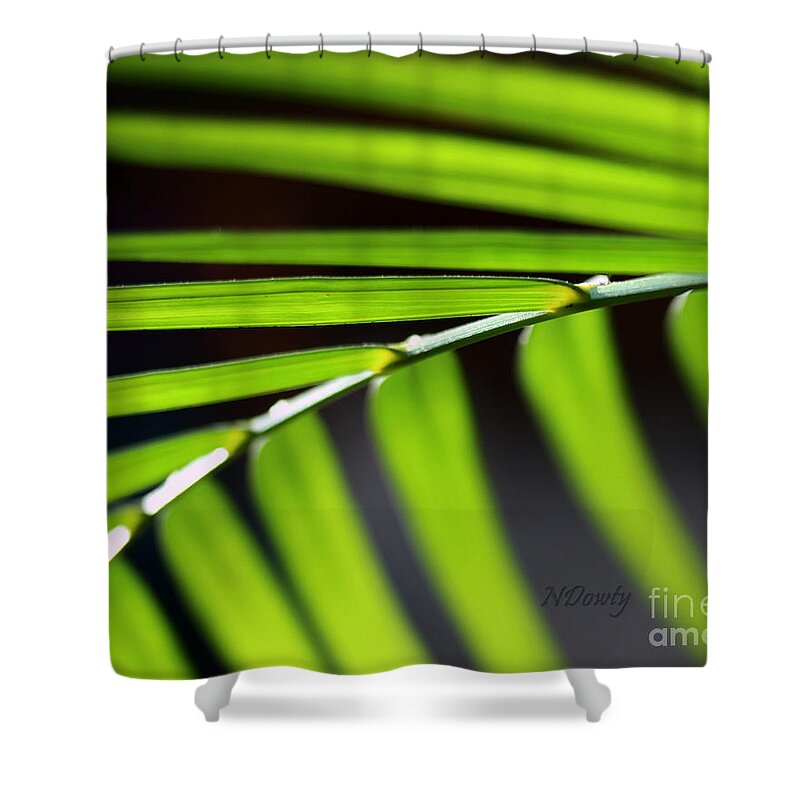 Close Up Abstract Of Fern Fronds. Shower Curtain featuring the photograph Frond Geometry by Natalie Dowty