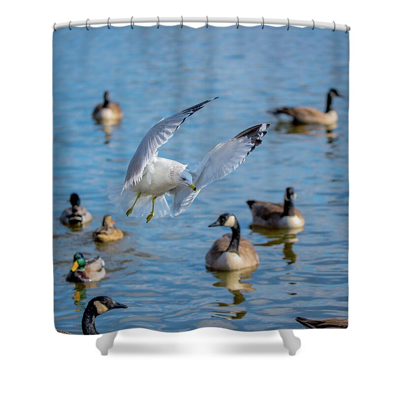 20170128 Shower Curtain featuring the photograph Front and Center by Jeff at JSJ Photography