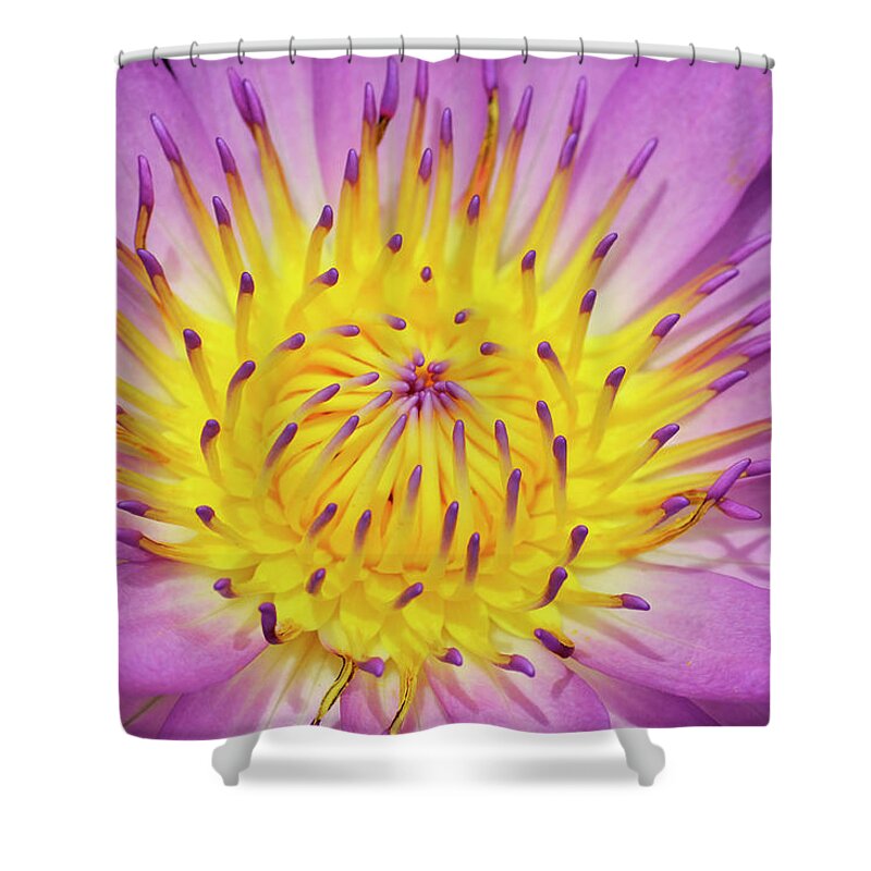 Water Lily Shower Curtain featuring the photograph Front and Center by Melanie Moraga