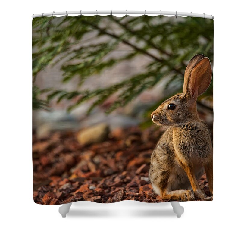 Tucson Shower Curtain featuring the photograph Frontyard Bunny by Dan McManus