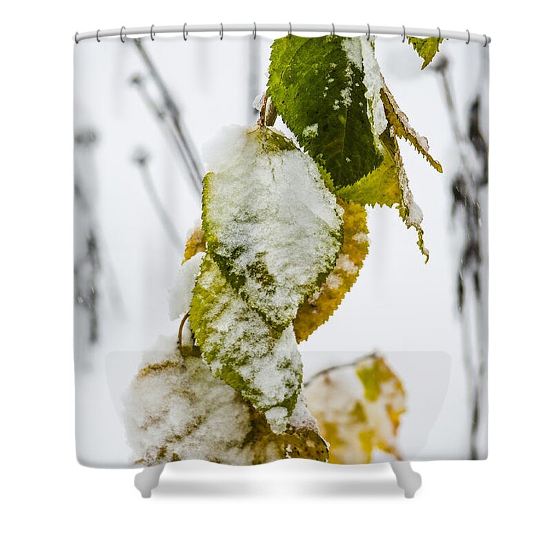 Snow Shower Curtain featuring the photograph Frosted Green and Yellow by Deborah Smolinske