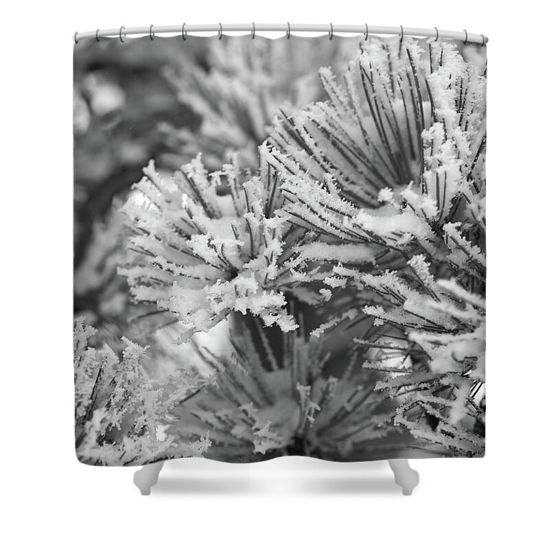 Pine Tree Shower Curtain featuring the photograph Frosted by Ivan Franklin