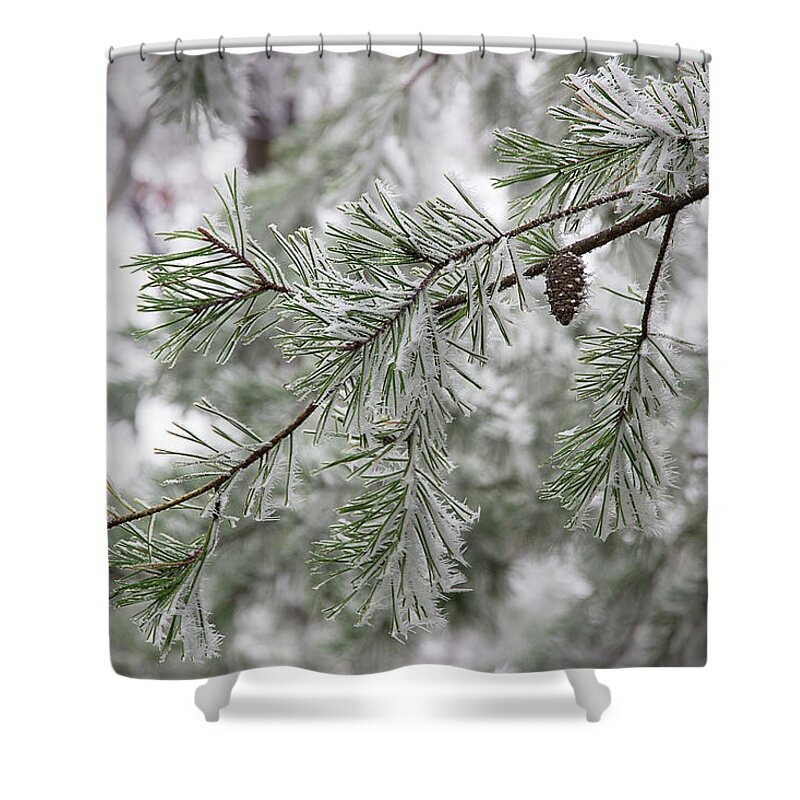 Frost Shower Curtain featuring the photograph Frosty Pinecone by Mike Eingle