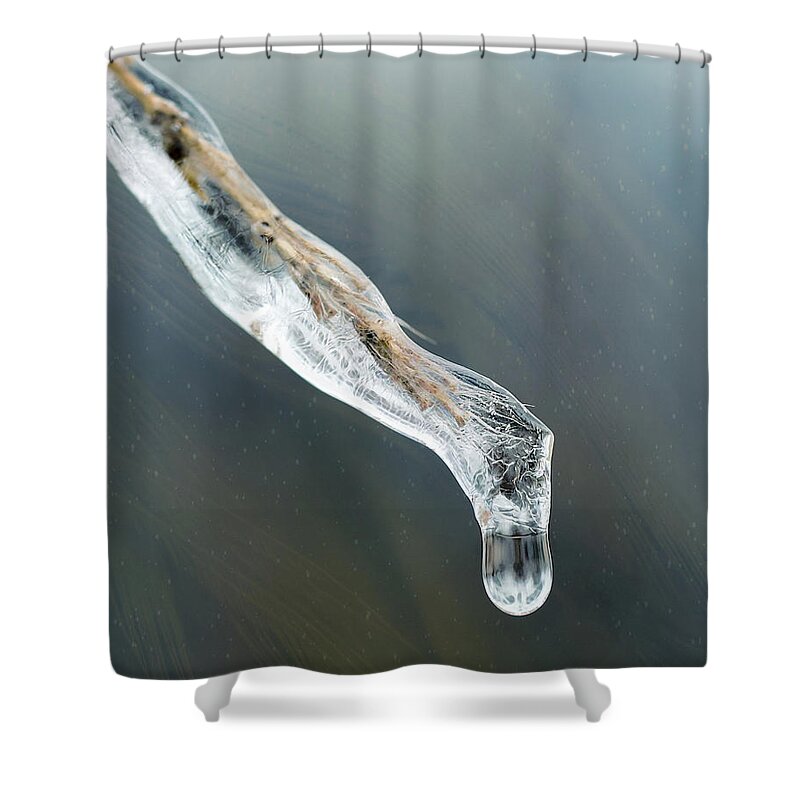 Crystal Shower Curtain featuring the photograph Frozen Pampas Grass Plume by Robert FERD Frank