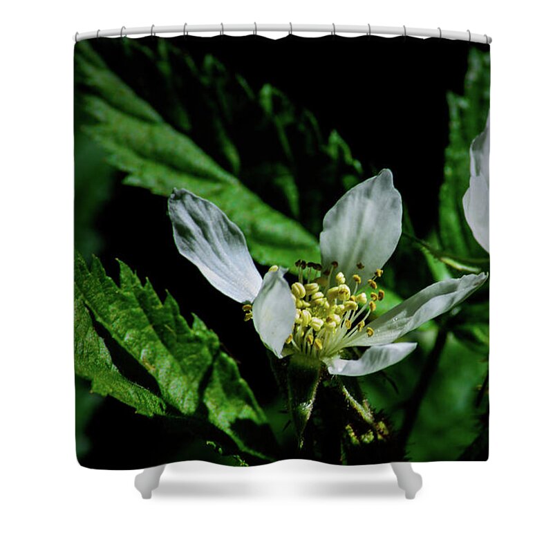 Flower Shower Curtain featuring the photograph Fruit Blossom by Tikvah's Hope
