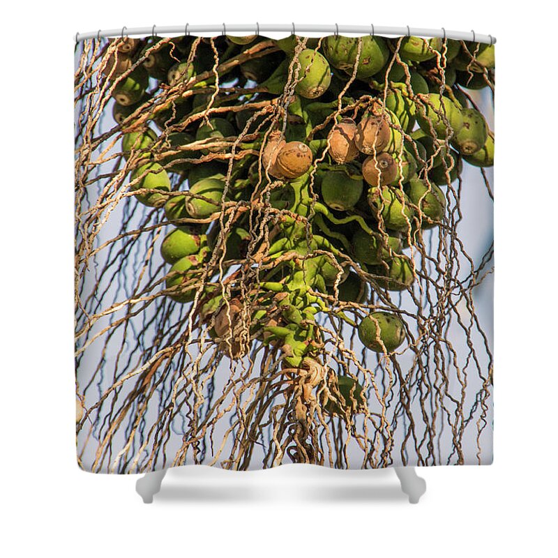 Agriculture Shower Curtain featuring the photograph Fruits of a Date Tree by Adriana Zoon