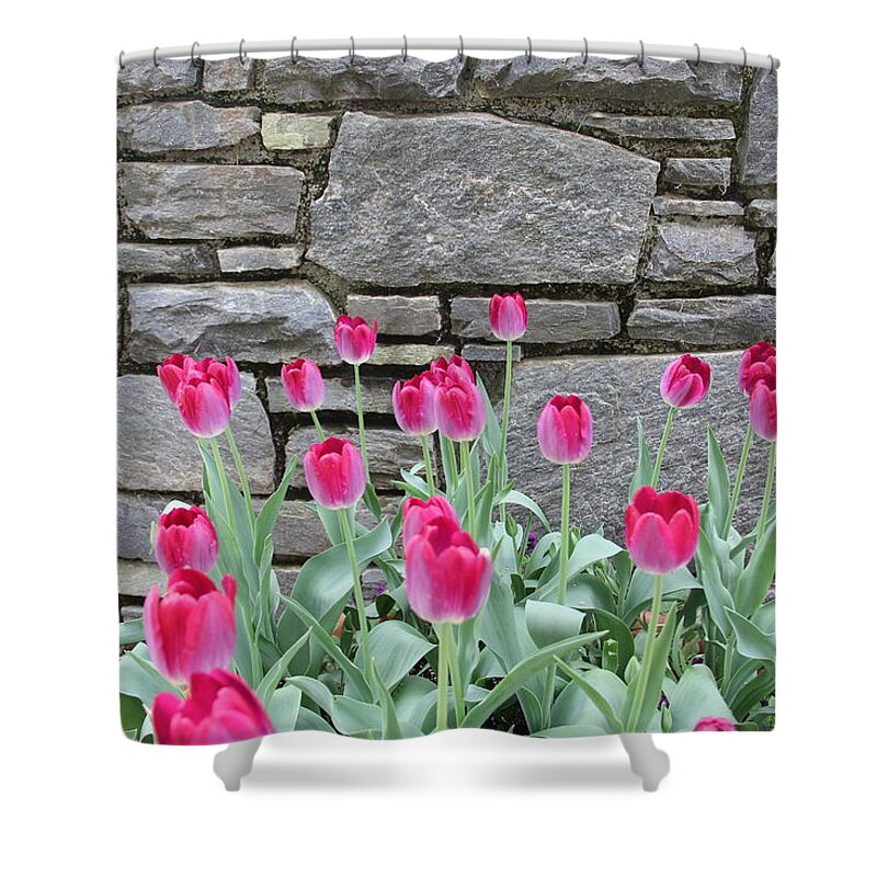 Tulips Shower Curtain featuring the photograph Fuchsia Color Tulips by Allen Nice-Webb