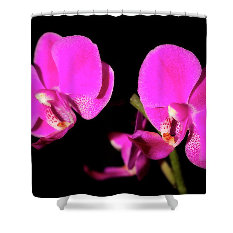 Orchid Shower Curtain featuring the photograph Fuchsia Orchids by Cristina Stefan