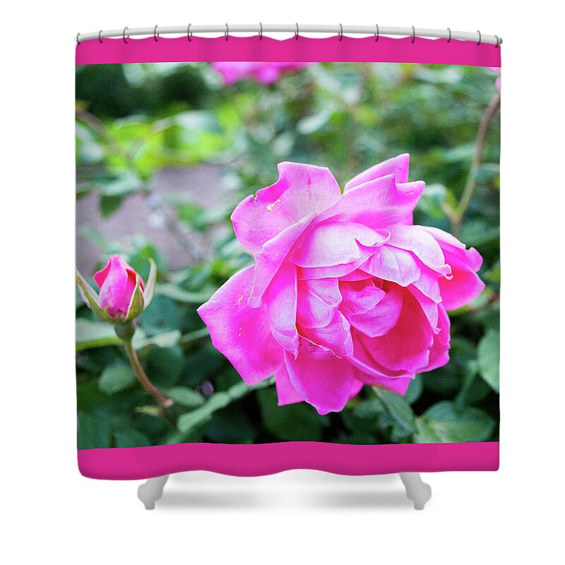 Roses Shower Curtain featuring the photograph Fuchsia Roses by Lisa Blake