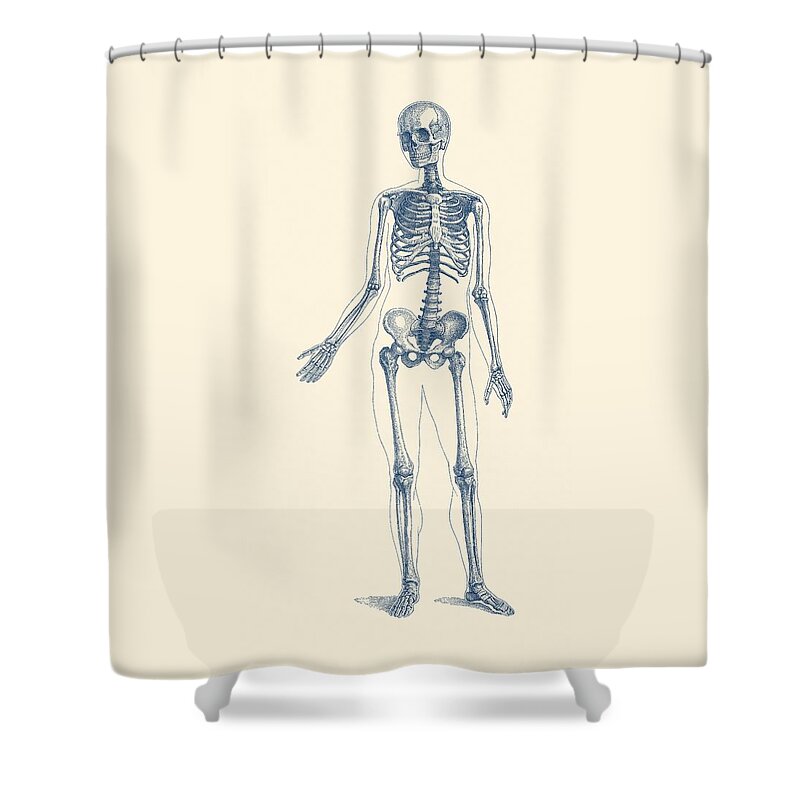 Skeleton Shower Curtain featuring the drawing Full Body Skeleton - Vintage Anatomy Poster by Vintage Anatomy Prints