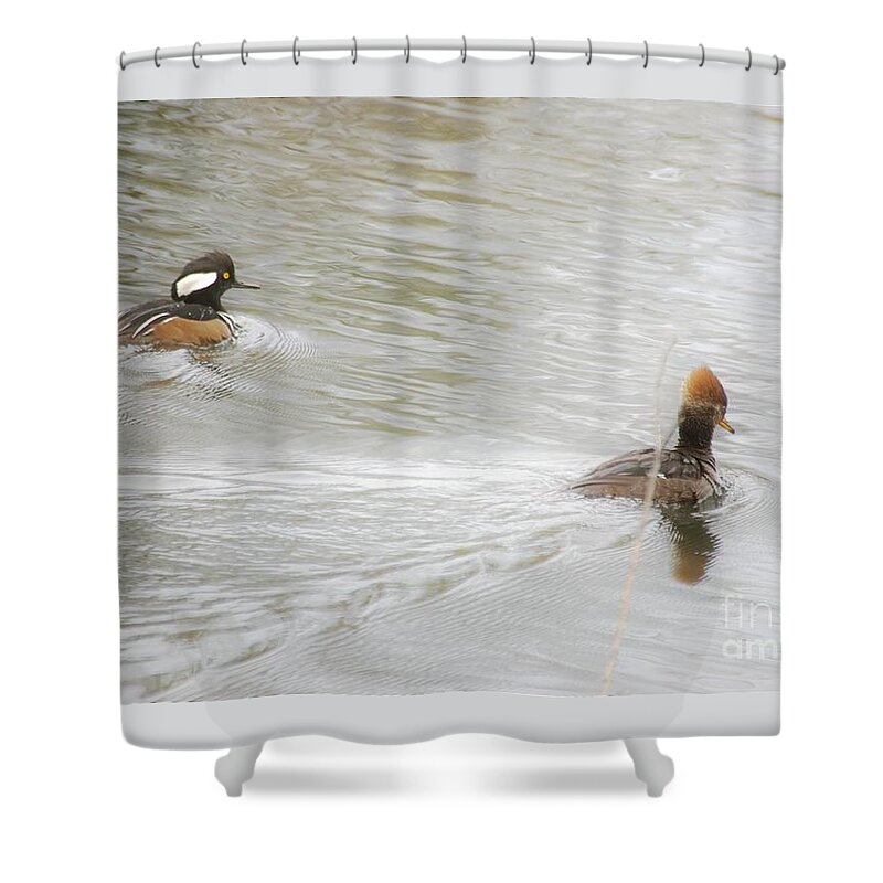 Ducks Shower Curtain featuring the photograph Full Steam Ahead by Merle Grenz