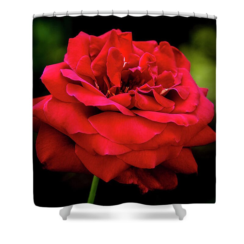 Rose Shower Curtain featuring the digital art Fully Open by Ed Stines