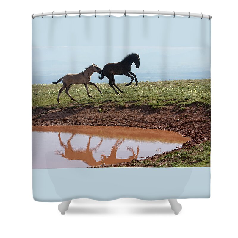 Wild Horse Shower Curtain featuring the photograph Fun in the Rockies- Wild Horse Foals by Mark Miller