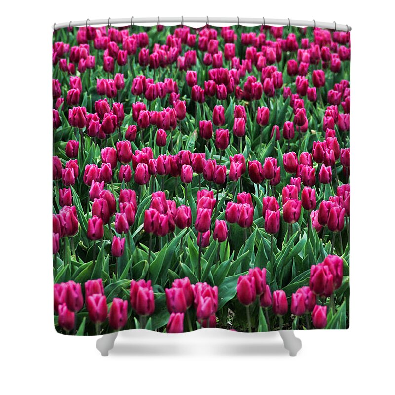 Tulips Shower Curtain featuring the photograph Fuschia Field of Tulips by Juli Ellen