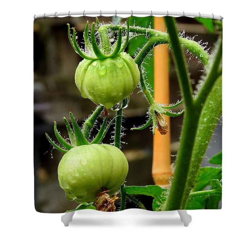 Plant Shower Curtain featuring the photograph Future Lunch by Betty-Anne McDonald