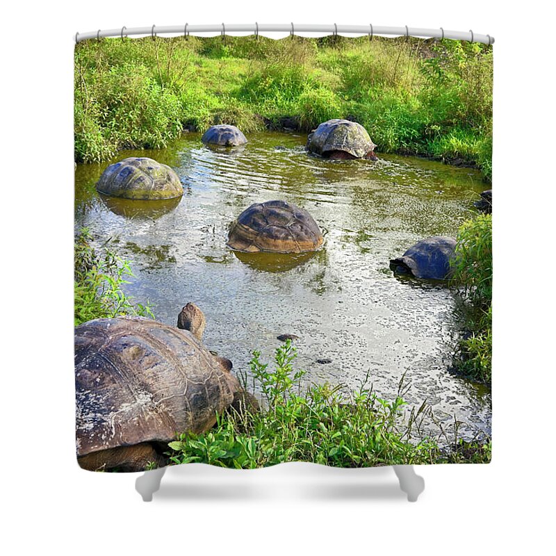 Galapagos Tortoises Shower Curtain featuring the photograph Galapagos Tortoises at the Pond by Sally Weigand