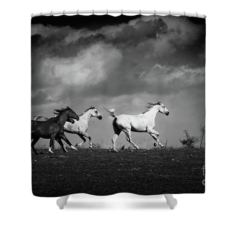 Horse Shower Curtain featuring the photograph Galloping white horses Black and White by Dimitar Hristov
