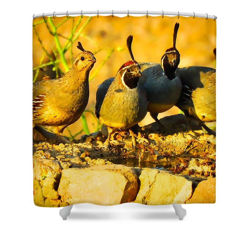 Arizona Shower Curtain featuring the photograph Gambel's Quail Foursome by Judy Kennedy