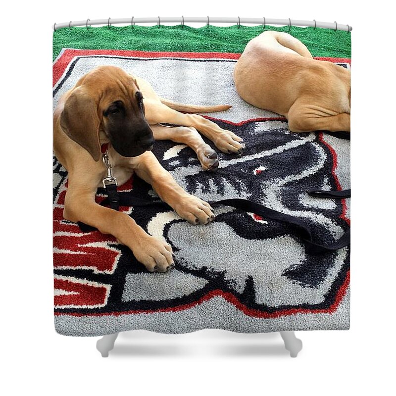 Gameday Shower Curtain featuring the photograph Gameday Great Dane Puppies by Kenny Glover