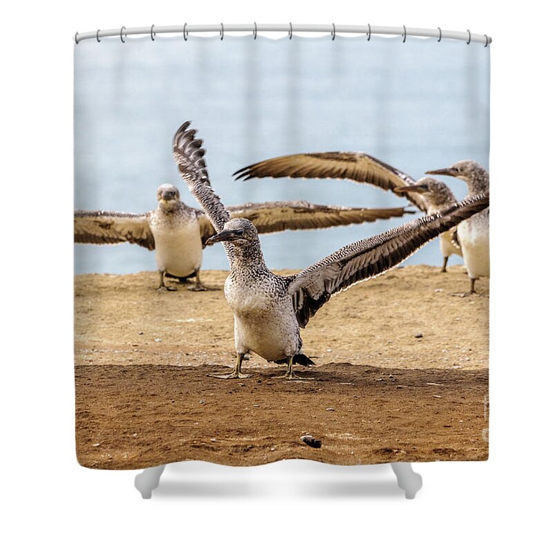 Gannet Shower Curtain featuring the photograph Gannet Chick 2 - Flying School by Werner Padarin
