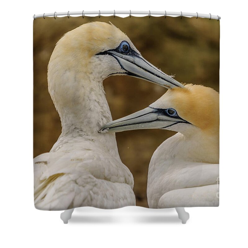 Gannet Shower Curtain featuring the photograph Gannets 4 by Werner Padarin