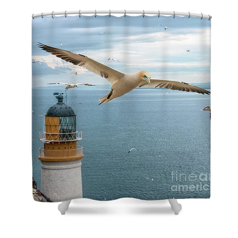Gannets Shower Curtain featuring the photograph Gannets at Bass Rock Lighthouse by Brian Tarr