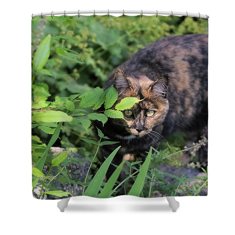 Cat Shower Curtain featuring the photograph Garden Cat on the Hunt by Kae Cheatham