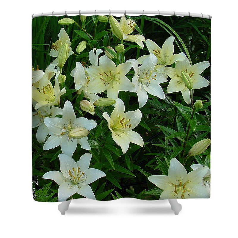 Lily Shower Curtain featuring the photograph Garden Lilies by Shirley Heyn