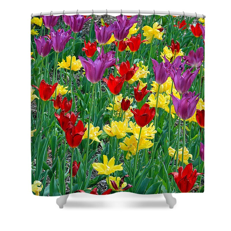 Tulips Shower Curtain featuring the photograph Garden of Tulips by Roger Becker