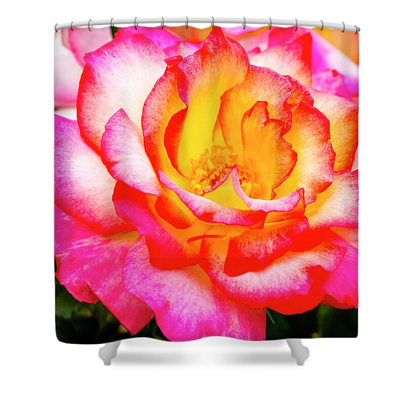 Valentine Shower Curtain featuring the photograph Garden Rose Beauty by Teri Virbickis