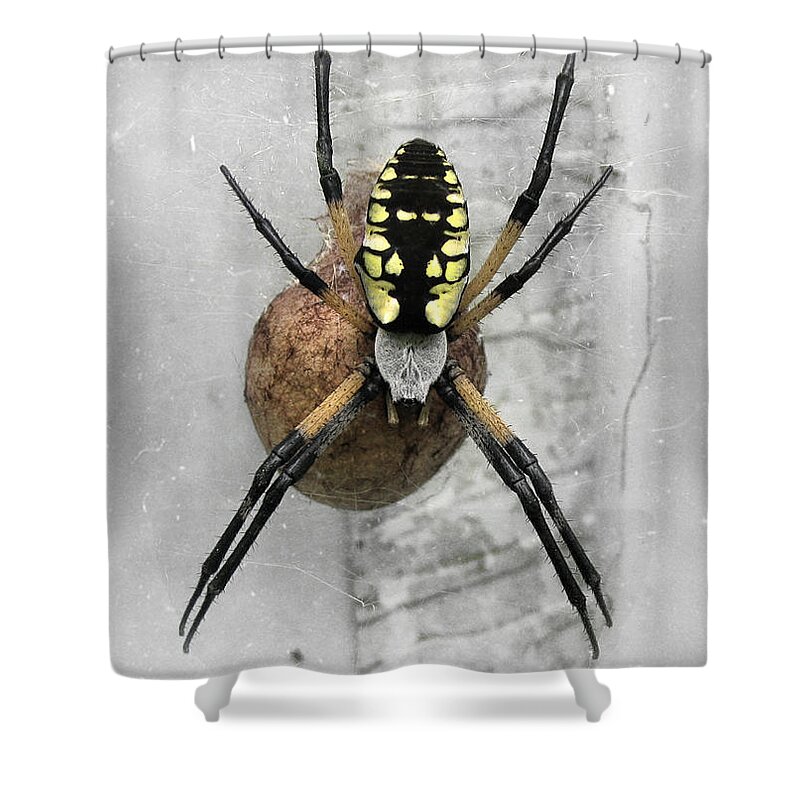 Spider Shower Curtain featuring the photograph Garden Spider by Amber Flowers