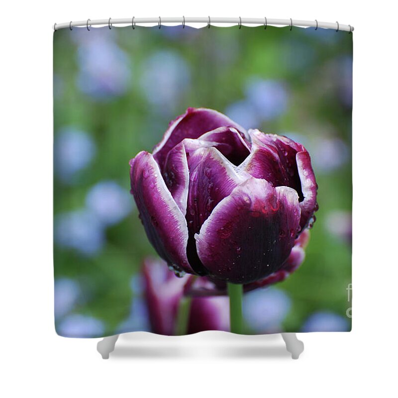 Tulip Shower Curtain featuring the photograph Garden Tulip with Rain Drops on a Spring Day by DejaVu Designs