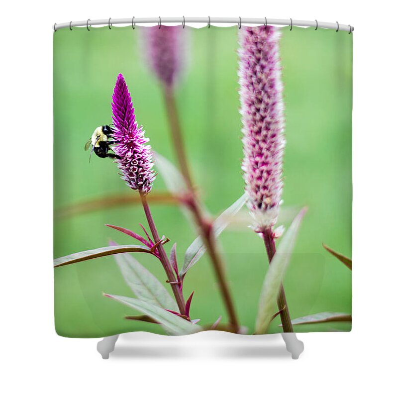 50mm Shower Curtain featuring the photograph Gathering for the Family by Wild Fotos