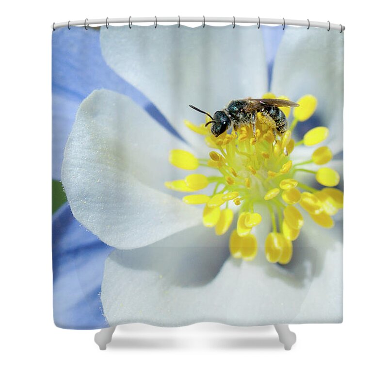 Colorado Shower Curtain featuring the photograph Gathering Pollen by Julia McHugh